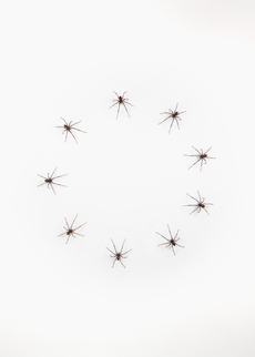 House spiders starring at each other