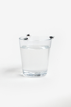 Three Flies Staring at Each Other (on a Glass of Water)&nbsp;is exactly what the title says it is&mdash;fastidious replicas of three different houseflies perched on the rim of a glass of water, staring at each other. Flies do many things, but of course they don&rsquo;t stay still and stare each other in the eyes. The sculpture presents an impossible relationship between three creatures who don&rsquo;t engage in the kind of intense unidirectional looking that humans associate with curiosity, anger, or passion. The glass of water becomes a stage for a highly artificial insect drama.