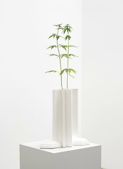 Investment Bank Flowerpots / Deutchebank Cannabis sativa, 2021.